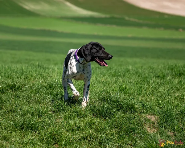 Znaleziono psa, Racławice, 9 kwietnia 2025 (4/5)