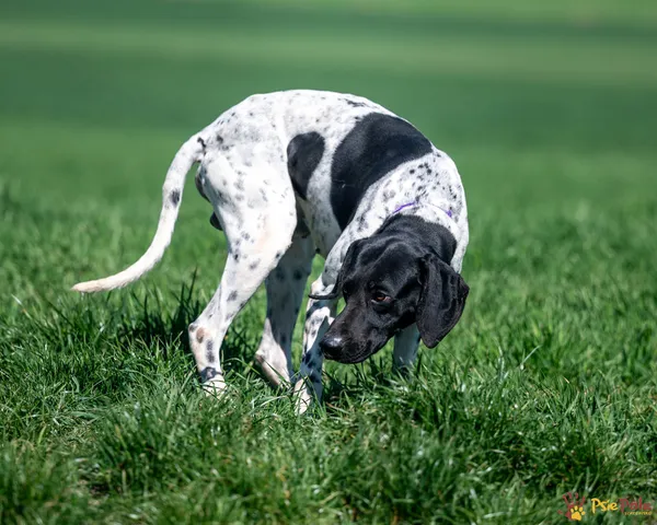 Znaleziono psa, Racławice, 9 kwietnia 2025 (5/5)