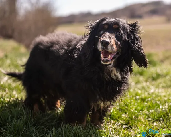 Znaleziono psa, Racławice, 7 kwietnia 2025 (3/5)