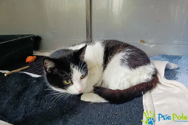 Znaleziono kota, Racławice, 4 kwietnia 2025 (1/5)