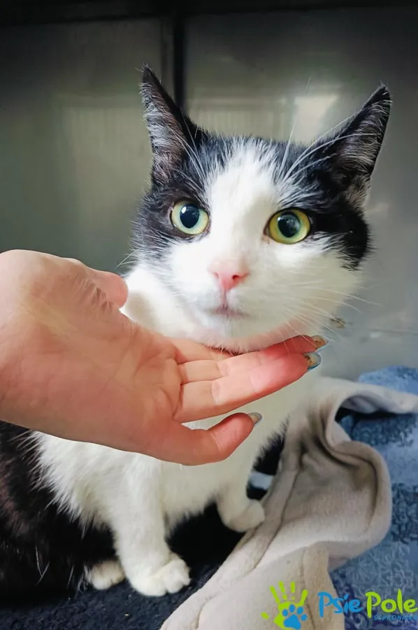 Znaleziono kota, Racławice, 4 kwietnia 2025 (3/5)