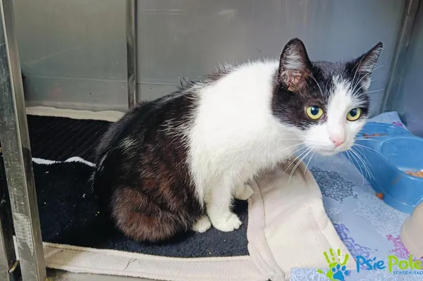 Znaleziono kota, Racławice, 4 kwietnia 2025 (4/5)