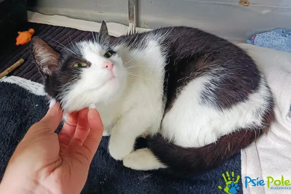 Znaleziono kota, Racławice, 4 kwietnia 2025 (5/5)