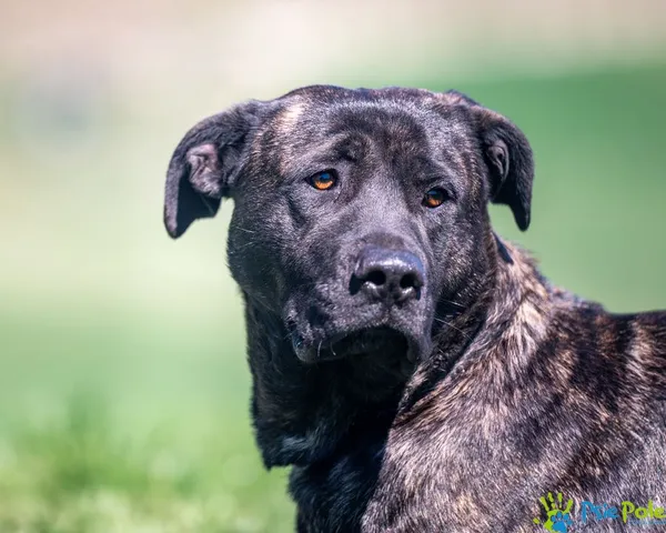 Znaleziono psa, Racławice, 4 kwietnia 2025 (2/5)