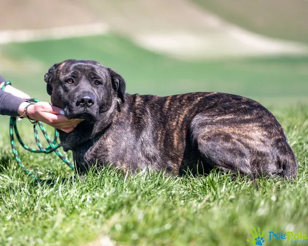 Znaleziono psa, Racławice, 4 kwietnia 2025 (3/5)