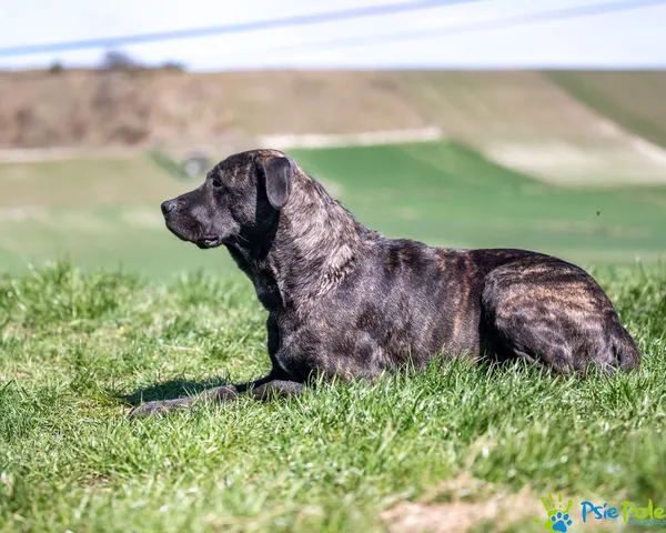 Znaleziono psa, Racławice, 4 kwietnia 2025 (4/5)