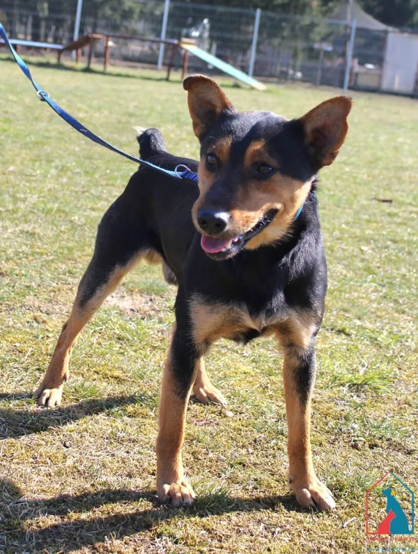 Pies do adopcji, Grudziądz, 19 marca 2025