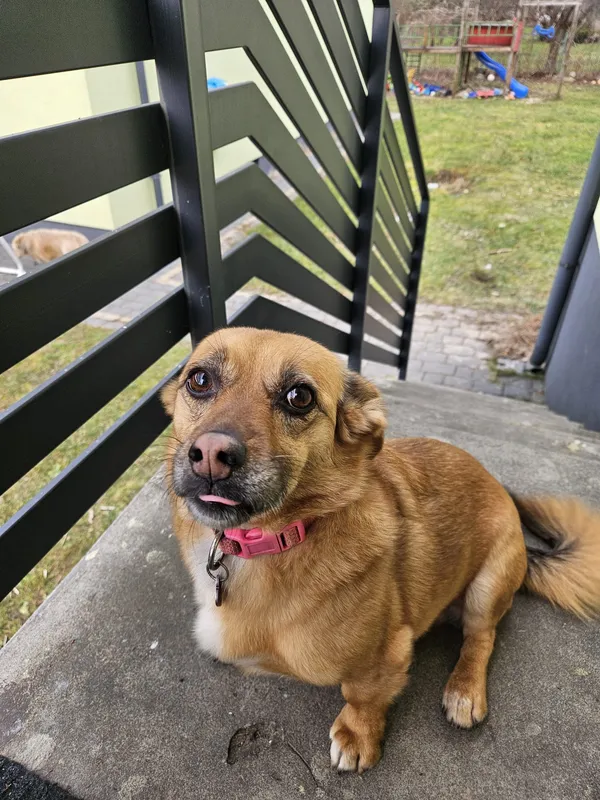 Zaginął pies, Zamość, Osiedle Promyk, 10 kwietnia 2025 (1/3)