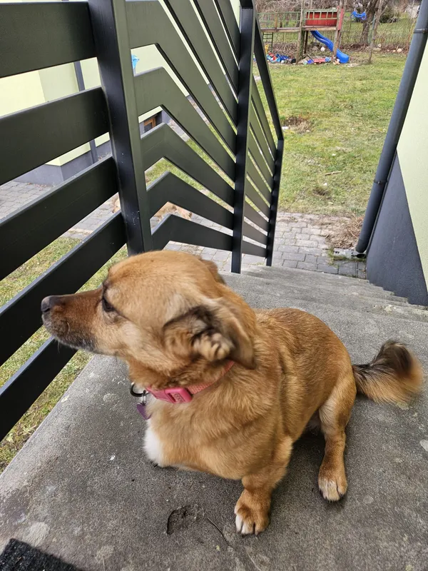 Zaginął pies, Zamość, Osiedle Promyk, 10 kwietnia 2025 (2/3)