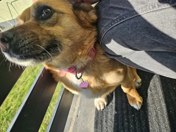 Zaginął pies, Zamość, Osiedle Promyk, 10 kwietnia 2025 (3/3)