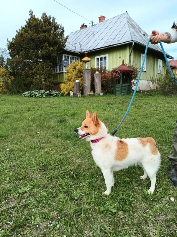 Pies do adopcji, Ropczyce, 10 kwietnia 2025