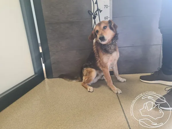 Znaleziono psa, Chełmek, 10 kwietnia 2025