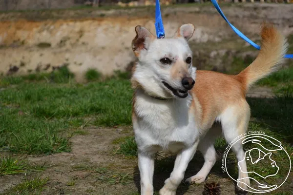 Pies do adopcji, Chełmek, 25 marca 2025