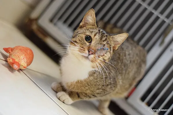 Znaleziono kota, Toruń, 23 marca 2025