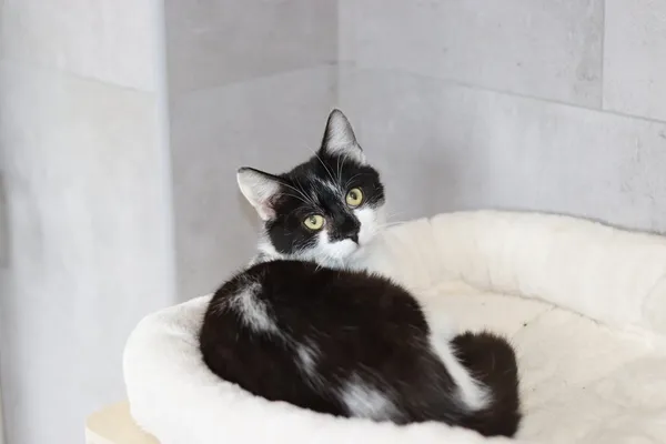 Kot do adopcji, Dłużyna Górna, 10 kwietnia 2025