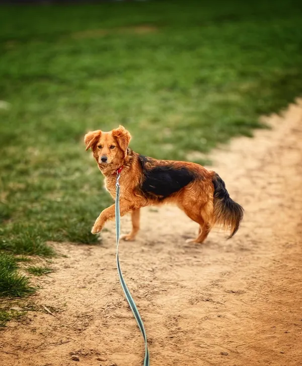 Pies do adopcji, Dłużyna Górna, 10 kwietnia 2025 (1/5)