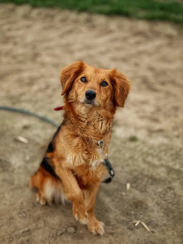 Pies do adopcji, Dłużyna Górna, 10 kwietnia 2025 (2/5)