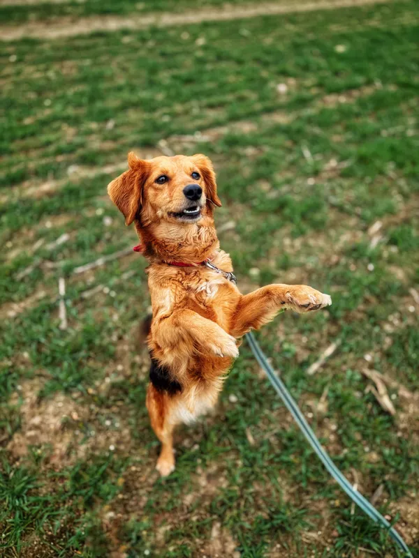 Pies do adopcji, Dłużyna Górna, 10 kwietnia 2025 (3/5)