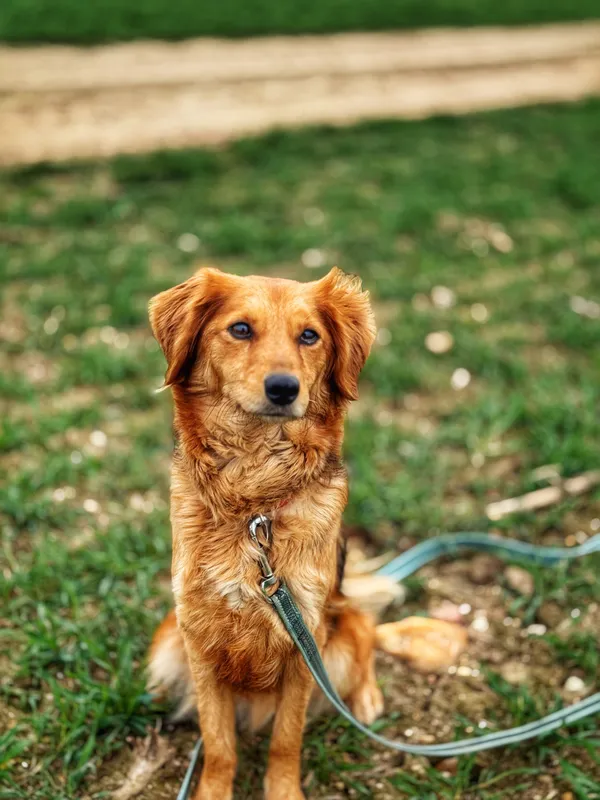 Pies do adopcji, Dłużyna Górna, 10 kwietnia 2025 (4/5)