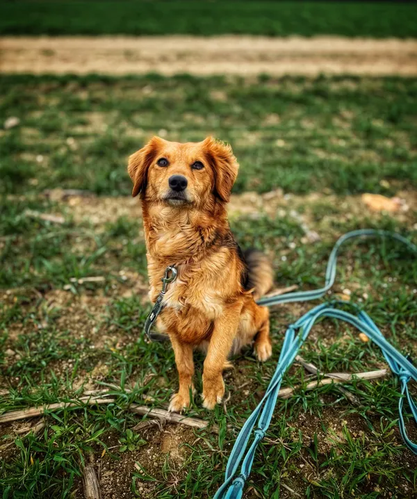 Pies do adopcji, Dłużyna Górna, 10 kwietnia 2025 (5/5)