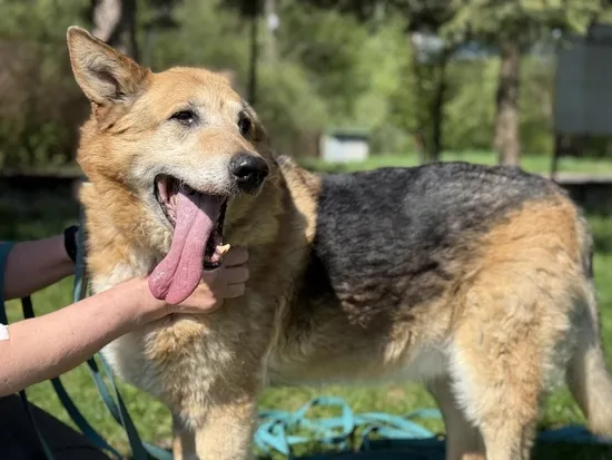 Pies do adopcji, Kraków, 27 marca 2025 (2/5)