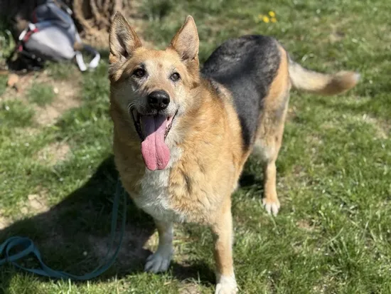 Pies do adopcji, Kraków, 27 marca 2025 (3/5)