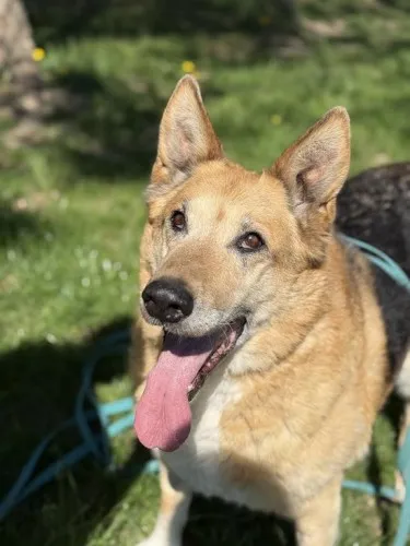 Pies do adopcji, Kraków, 27 marca 2025 (4/5)