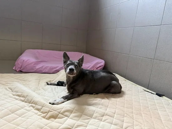 Pies do adopcji, Kraków, 27 marca 2025