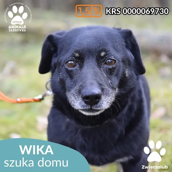 Pies do adopcji, Dąbrówka, 10 kwietnia 2025 (1/5)