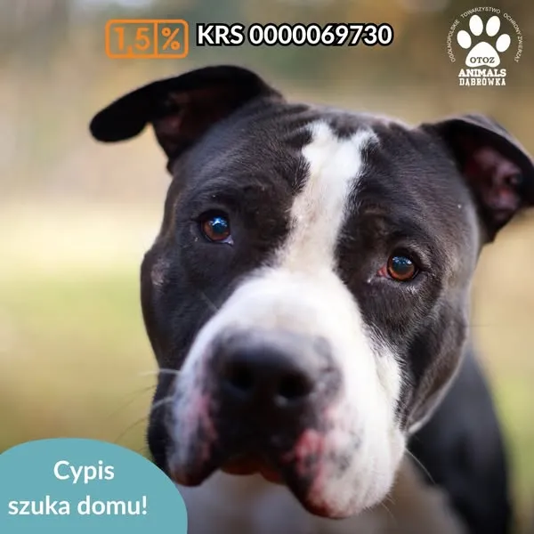 Pies do adopcji, Dąbrówka, 10 kwietnia 2025 (1/5)