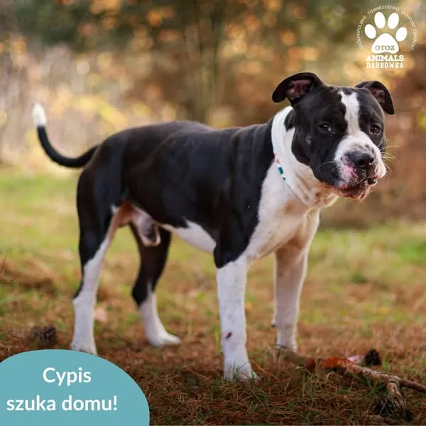 Pies do adopcji, Dąbrówka, 10 kwietnia 2025 (2/5)