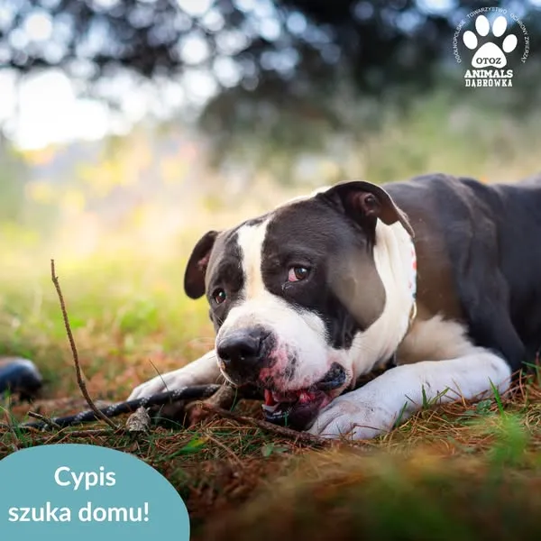 Pies do adopcji, Dąbrówka, 10 kwietnia 2025 (3/5)