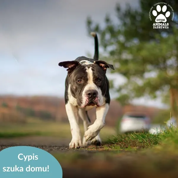 Pies do adopcji, Dąbrówka, 10 kwietnia 2025 (4/5)