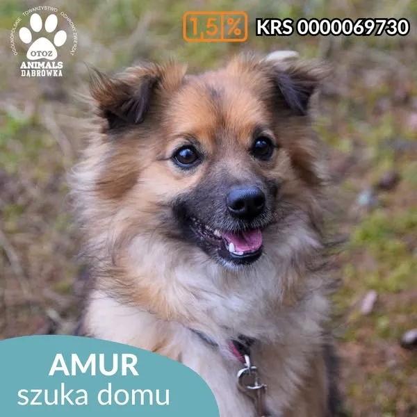 Pies do adopcji, Dąbrówka, 10 kwietnia 2025 (1/5)