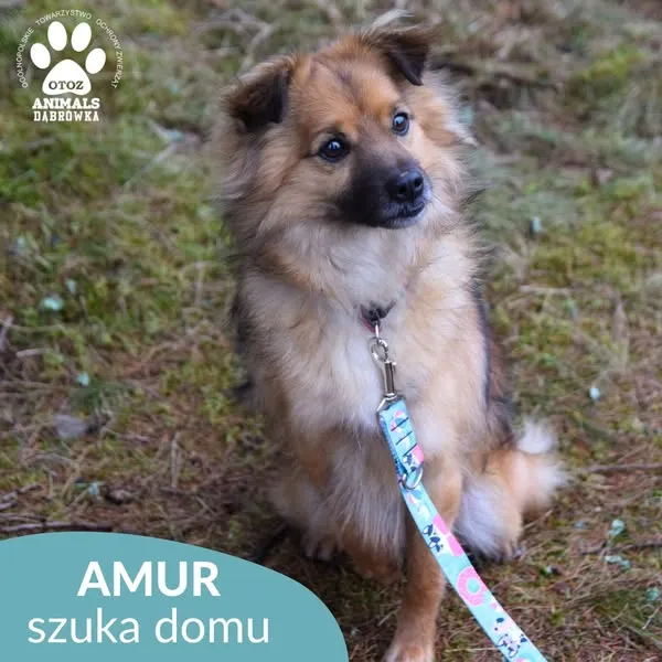 Pies do adopcji, Dąbrówka, 10 kwietnia 2025 (2/5)