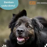 Pies do adopcji