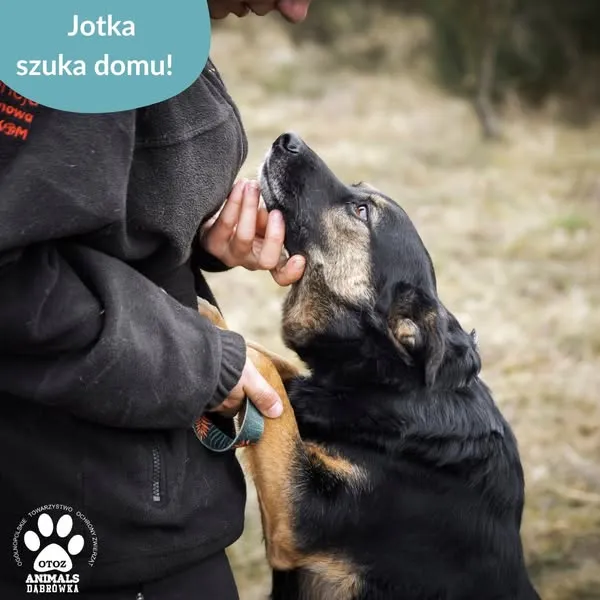 Pies do adopcji, Dąbrówka, 10 kwietnia 2025 (3/5)