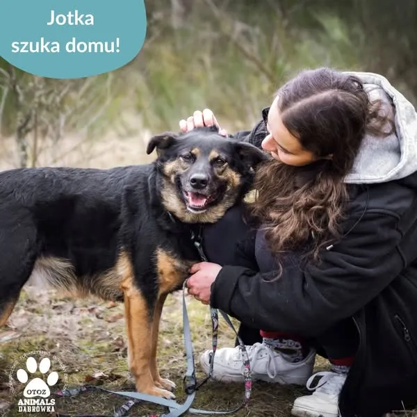 Pies do adopcji, Dąbrówka, 10 kwietnia 2025 (4/5)