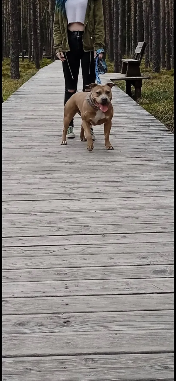 Zaginął pies, Sieniawa, 11 kwietnia 2025 (2/3)