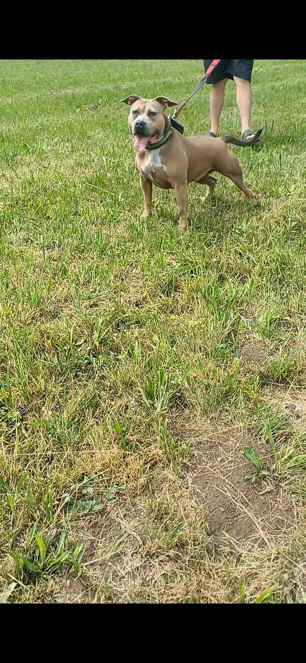 Zaginął pies, Sieniawa, 11 kwietnia 2025 (3/3)