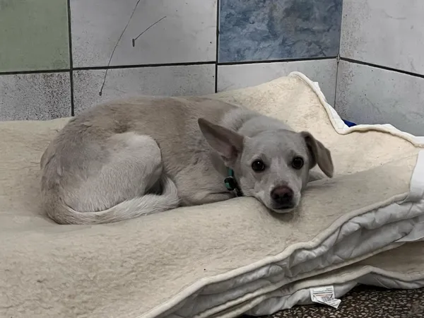 Pies do adopcji, Włocławek, 10 kwietnia 2025 (1/2)