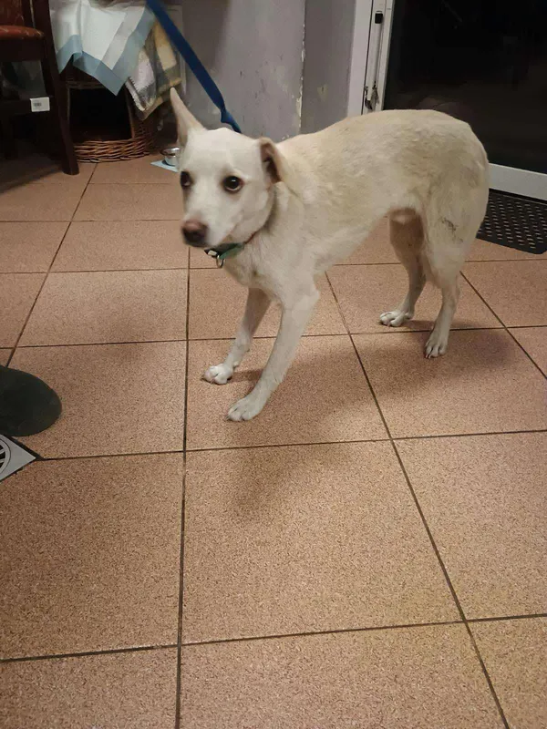 Pies do adopcji, Włocławek, 10 kwietnia 2025 (2/2)