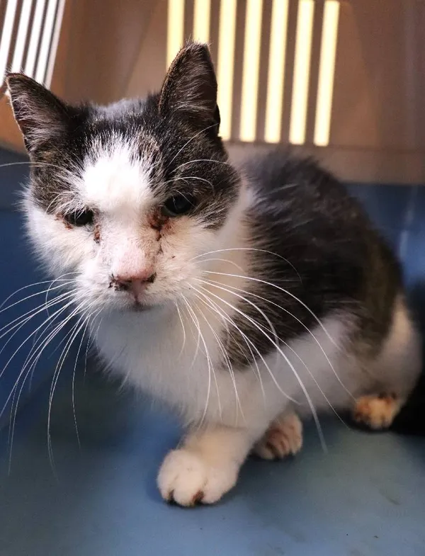 Znaleziono kota, Łódź, 11 kwietnia 2025 (1/5)