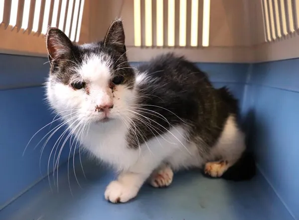 Znaleziono kota, Łódź, 11 kwietnia 2025 (2/5)