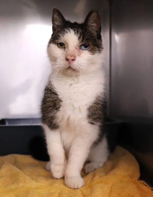 Znaleziono kota, Łódź, 11 kwietnia 2025 (3/5)