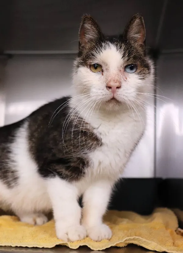 Znaleziono kota, Łódź, 11 kwietnia 2025 (4/5)