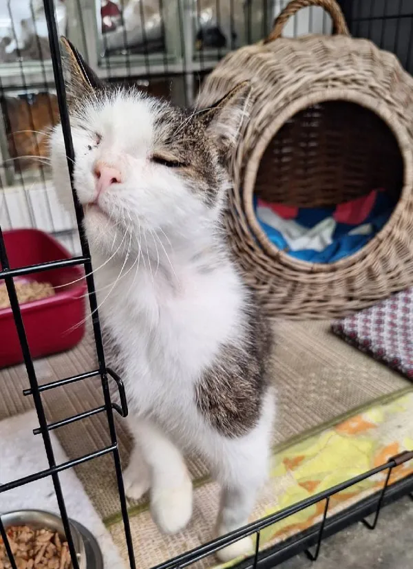 Znaleziono kota, Łódź, 11 kwietnia 2025 (5/5)