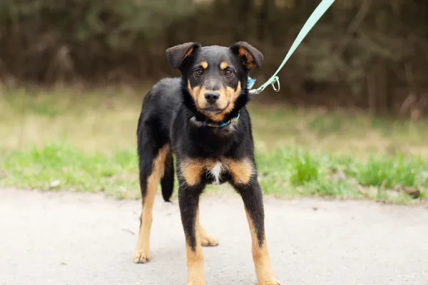 Pies do adopcji, Nowodwór, 11 kwietnia 2025 (1/5)