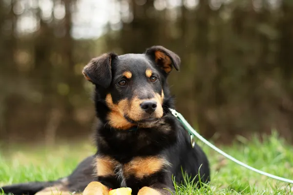 Pies do adopcji, Nowodwór, 11 kwietnia 2025 (4/5)