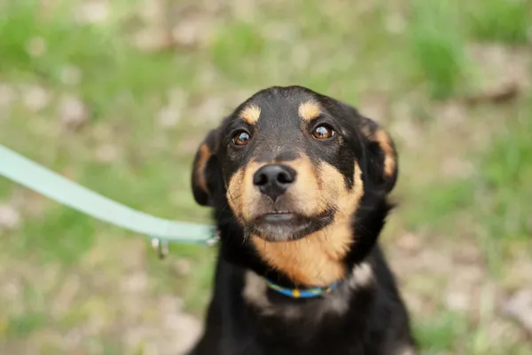 Pies do adopcji, Nowodwór, 11 kwietnia 2025 (5/5)